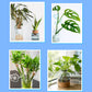 ✨ All-Purpose Plant Nutrient Solution—Promotes Growth and Vitality! ✨